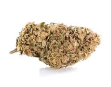 Bud of Lemon Cheese CBD weed