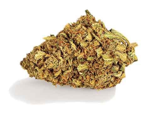 Bud of Lemon Cheese CBD weed