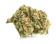 Bubblegum CBD Flower 