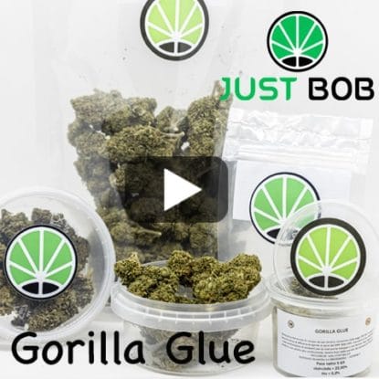 gorilla glue gorilla glue video