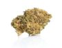 CBD Buds of master kush