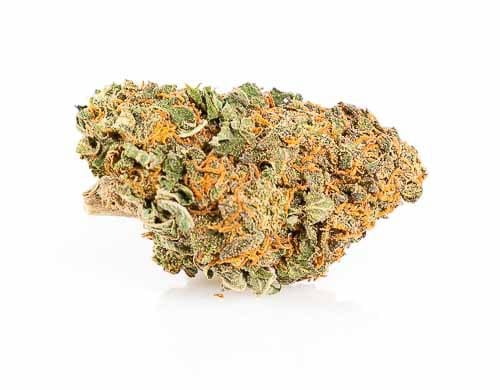 california-haze-weed-cannabis-sativa-justbob Bud of California Haze CBD weed