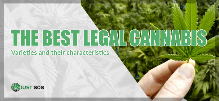 Are you looking for the best legal cannabis, also called cbd marijuana? here are the most popular varieties and their characteristics.