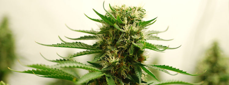 The Amnesia Haze is a cannabis plant (and marijuana light)