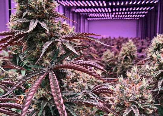 Purple marijuana cultivar