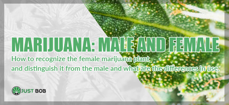 difference between male and female marijuana