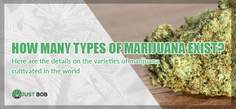 how many type of marijuana exist