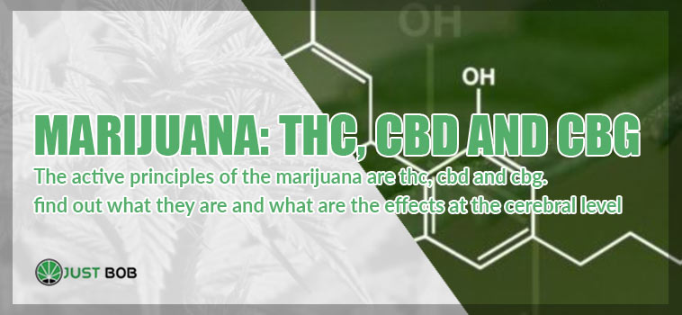 marijuana thc cbd cgb