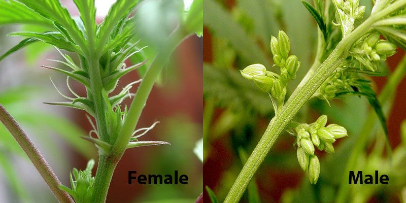 find marijuana male or female sex