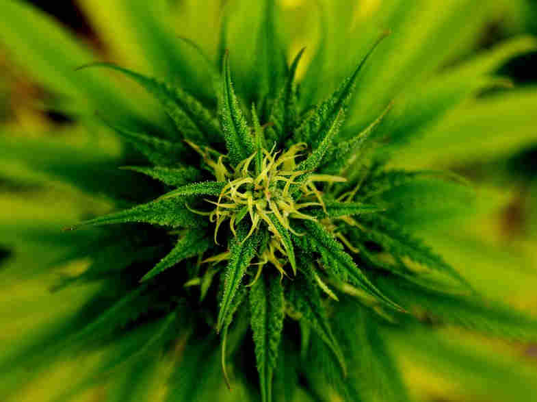 cbd marijuana plant