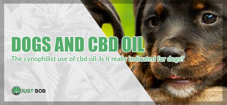 dogs and cbd oil