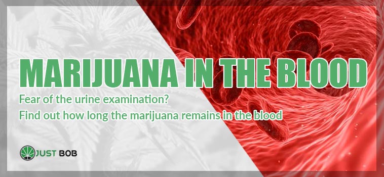 marijuana in the blood