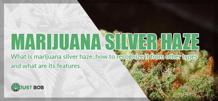 original marijuana silver haze