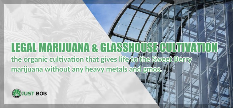 Legal marijuana cbd and GlassHouse cultivation