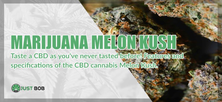 The Melon Kush CBD