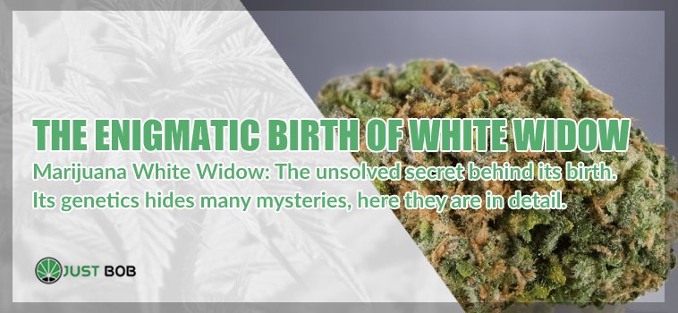 White Widow: the best cbd weed