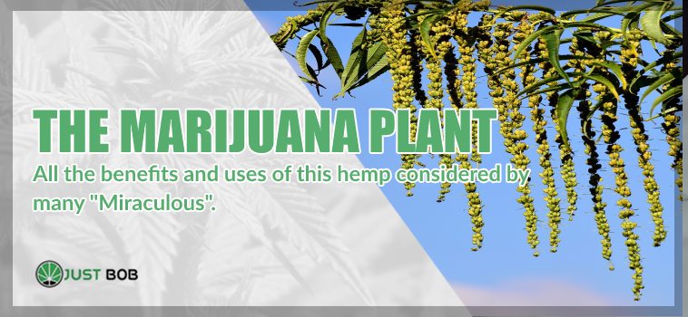 The marijuana cbd plant