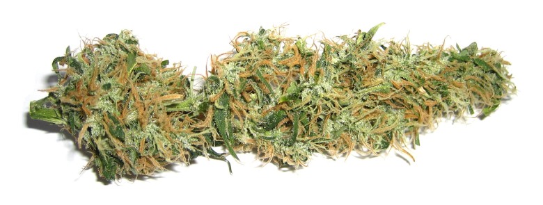cbd buds of legal marijuana plant