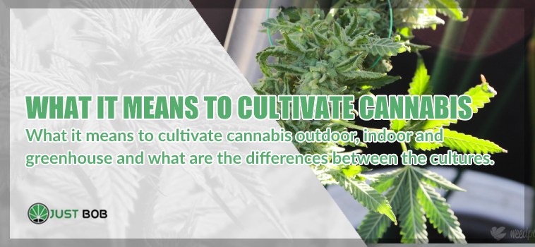 cbd cannabis cultivation