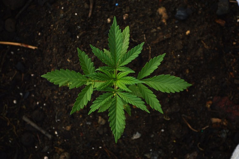 differences between hemp and marijuana cbd