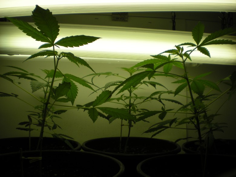 indoor cultivation of cannabis cbd