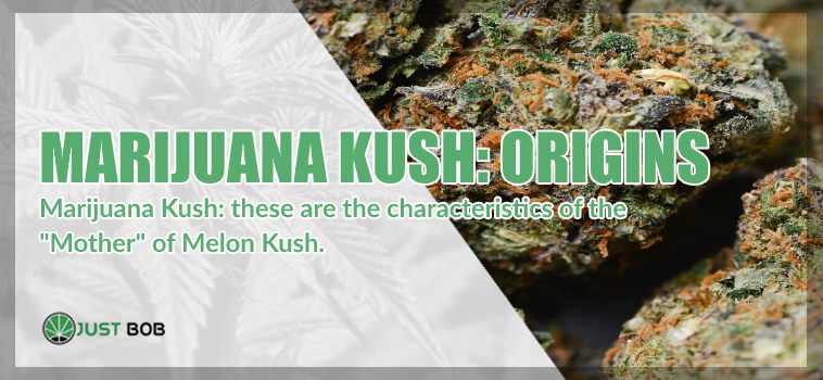 origins of legal marijuana melon kush