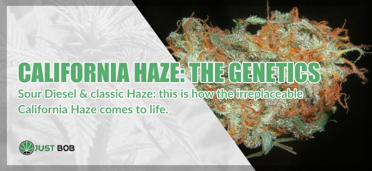 the genetics of California Haze legal marijuana