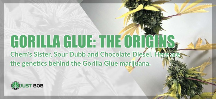 the origins of gorilla glue legal marijuana
