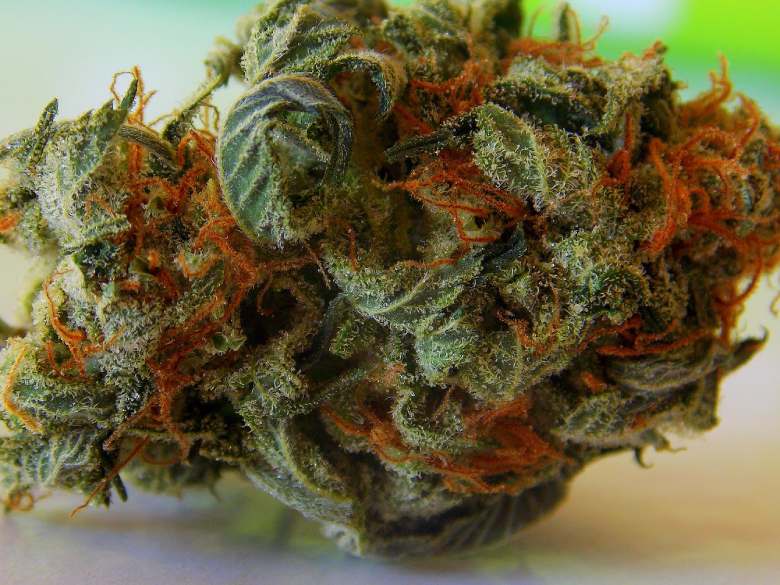 the possible differences between hemp and marijuana cbd