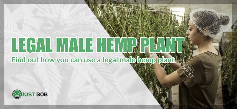 uses of Legal male hemp plant