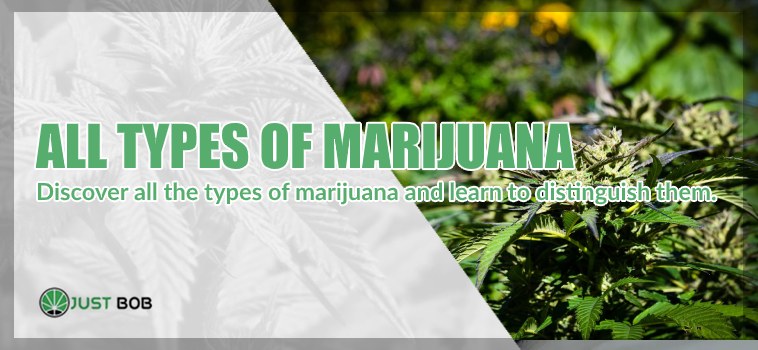types of marihuana cbd