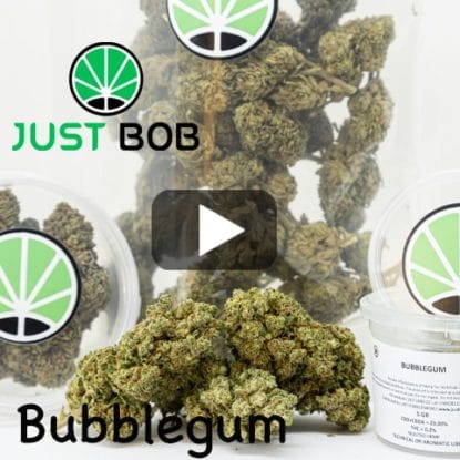 video bubblegum weed