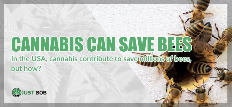 Cannabis cbd can save bees