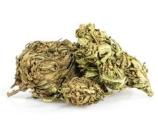 Cannabis-cbd-outdoor-buds-mix 