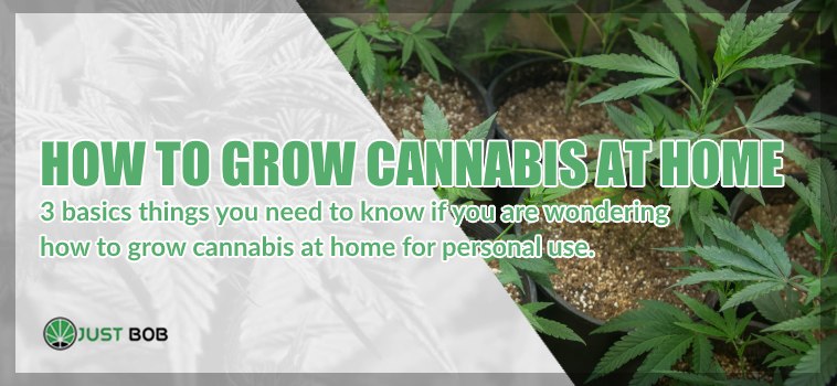 How to grow legal cannabis at home