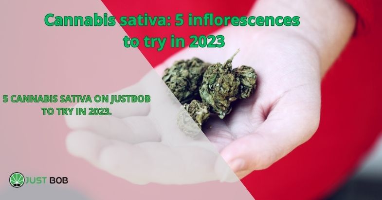 Cannabis sativa: 5 inflorescences