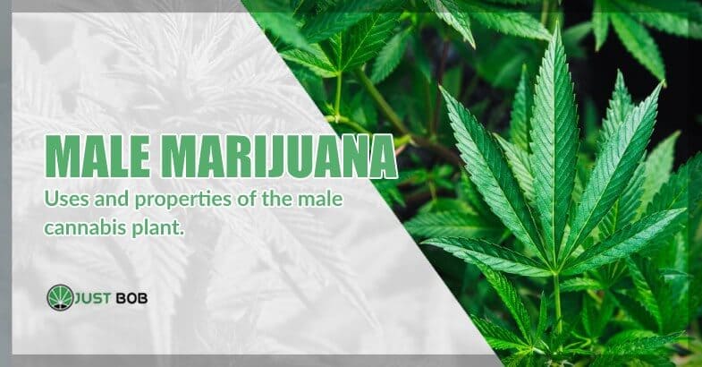 cbd cannabis male plant
