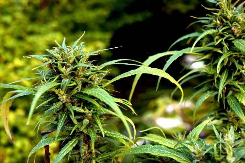 yield of cbd cannabis autoflowering indoors