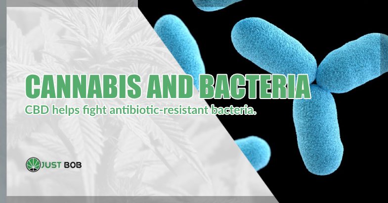 Cannabis and bacteria