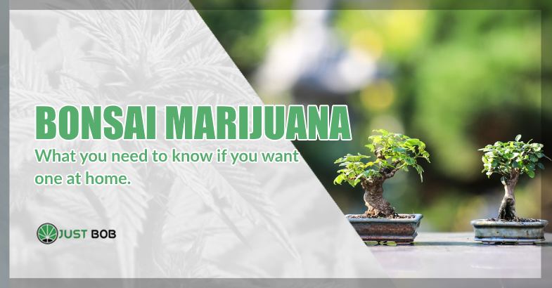Grow a bonsai marijuana