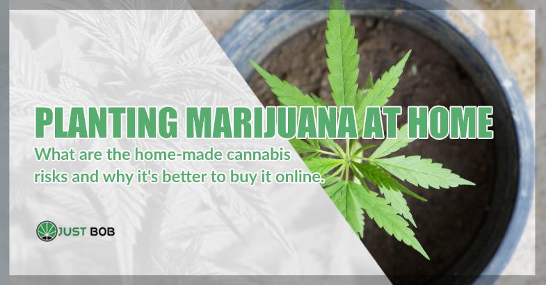 Planting marijuana at home what are the risks