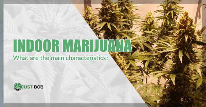 characteristics of indoor marijuana