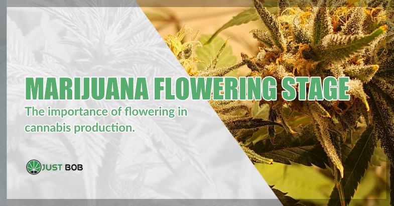 the importance of flowering marijuana phase