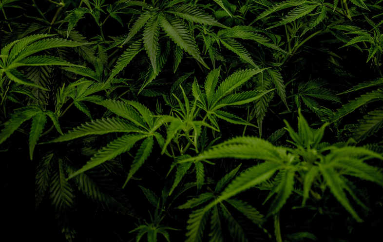marijuana CBD leaves