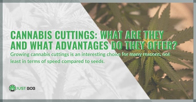 Cannabis cuttings: What are they and what advantages do they offer?