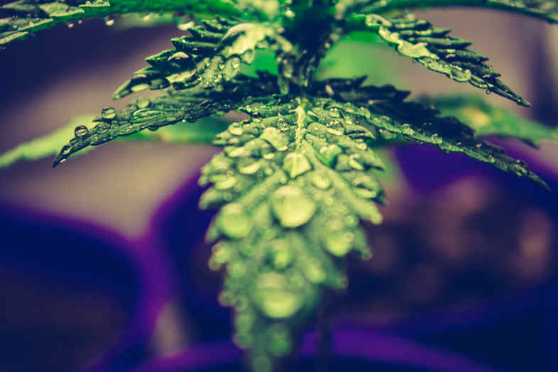 CBD Weed