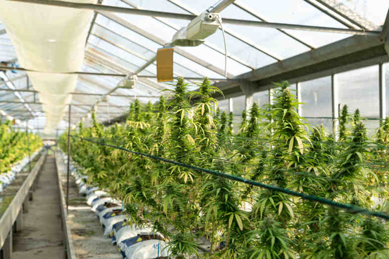 CBD cannabis