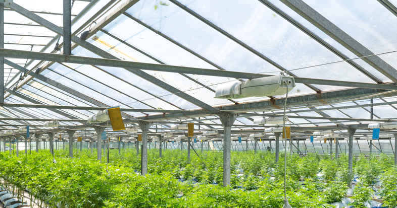 Greenhouse with led for Cannabis CBD cultivation