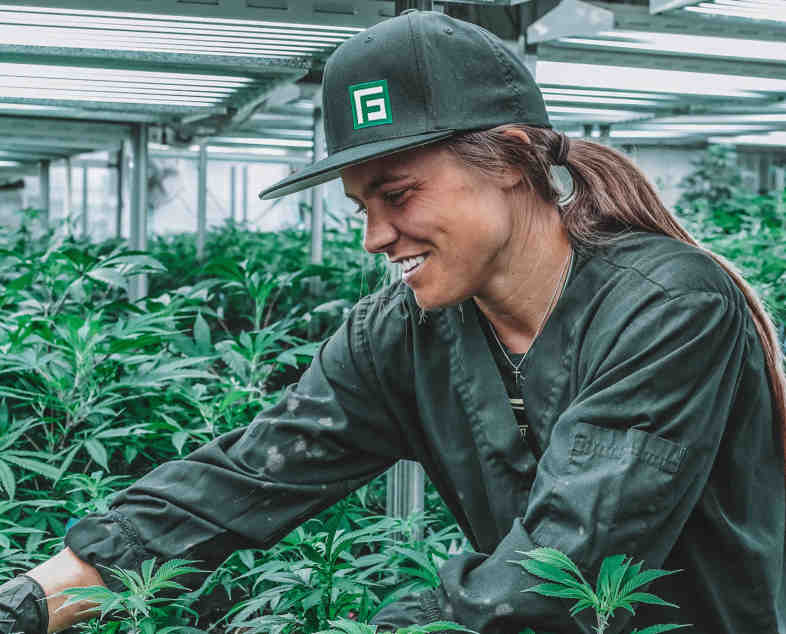 Cannabis grower in Uruguay