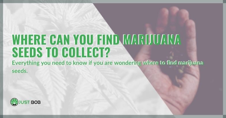 Where can you find marijuana seeds to collect?